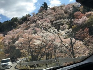 2020年4月5日　吉野山の桜